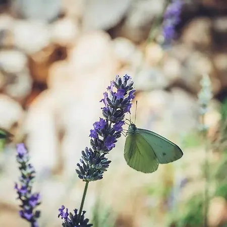 Robinson Haus Ivan No Electricity Chalet